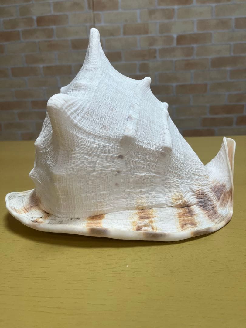 【特大、美品】トウカムリ貝　ホラ貝　貝殻の置き物