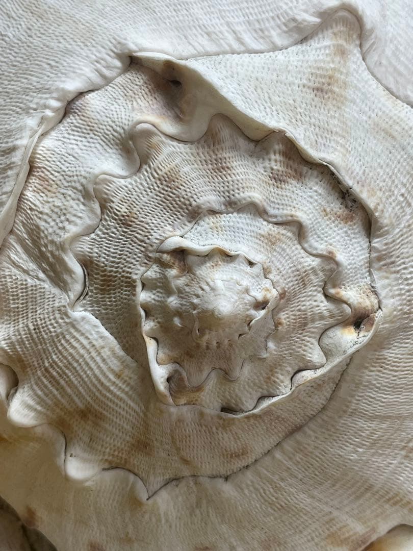 【特大、美品】トウカムリ貝　ホラ貝　貝殻の置き物