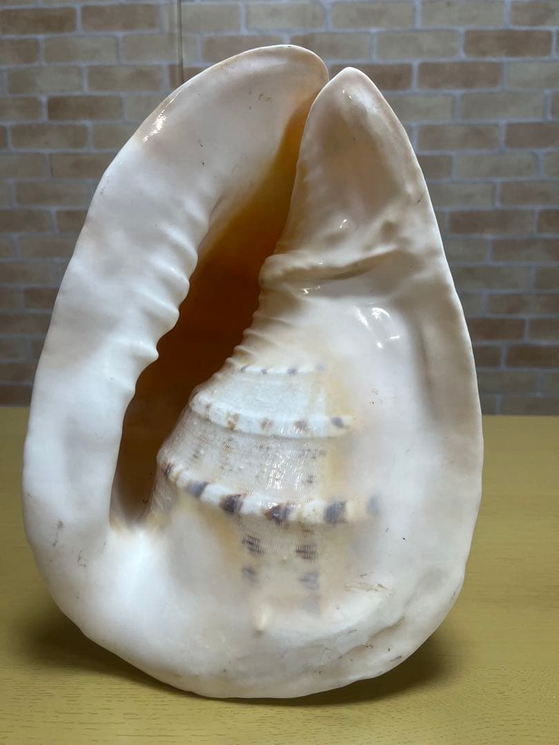 【特大、美品】トウカムリ貝　ホラ貝　貝殻の置き物
