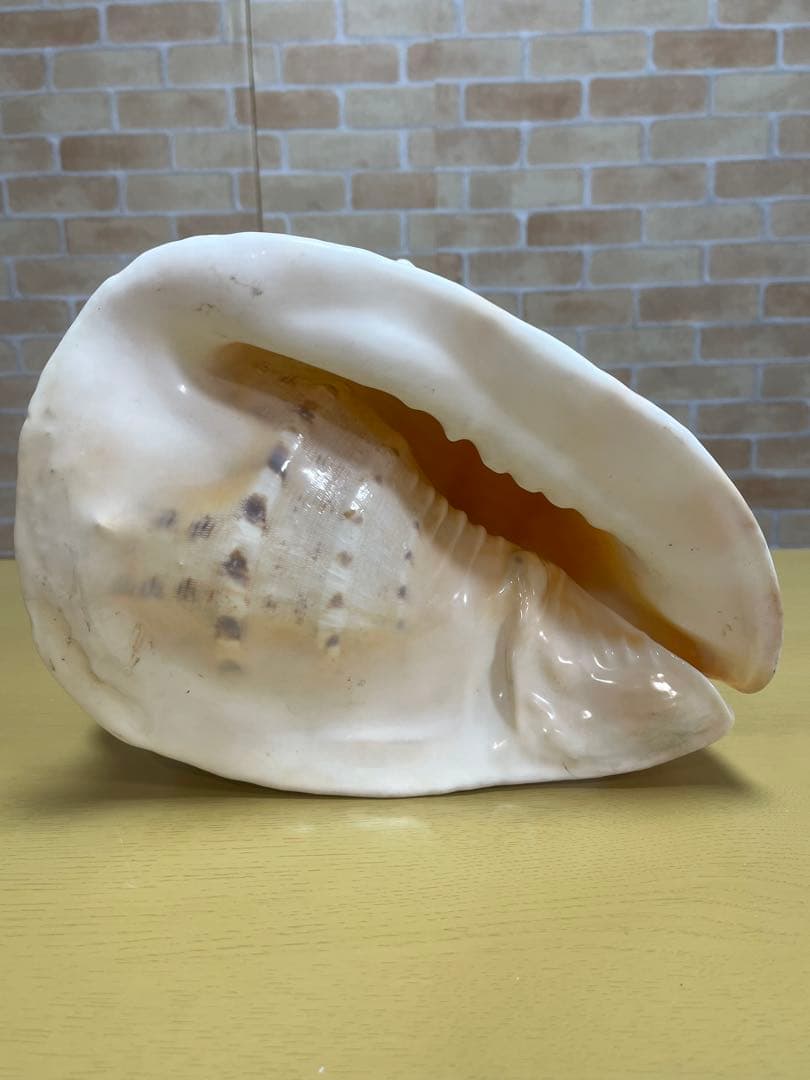 【特大、美品】トウカムリ貝　ホラ貝　貝殻の置き物