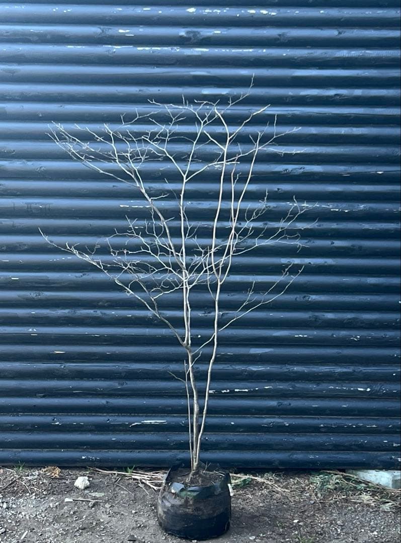 山採り天然　ナツハゼ　1