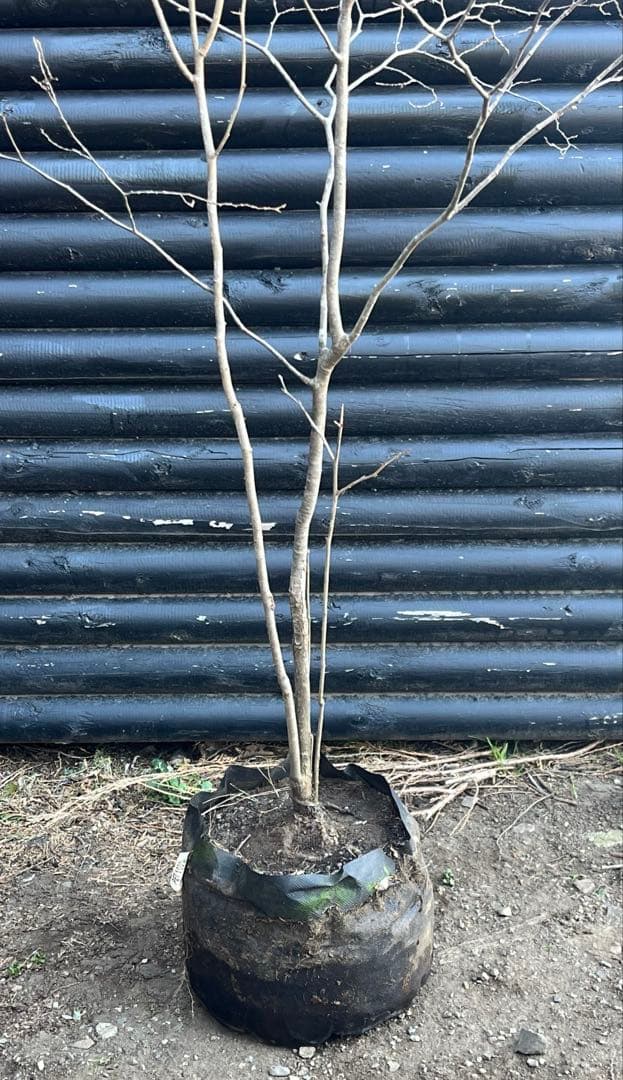 山採り天然　ナツハゼ　1