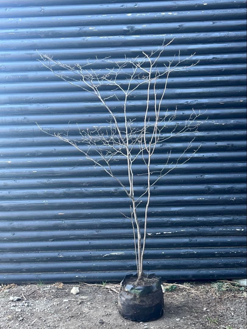 山採り天然　ナツハゼ　1