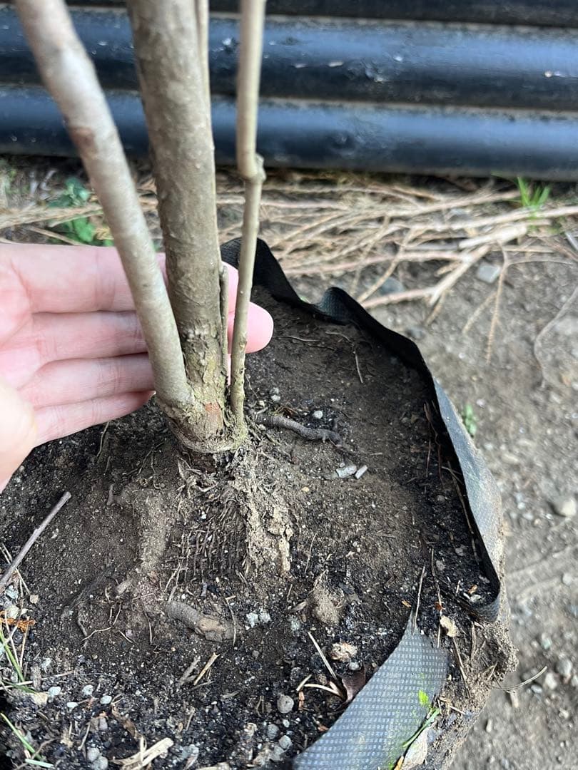 山採り天然　ナツハゼ　1