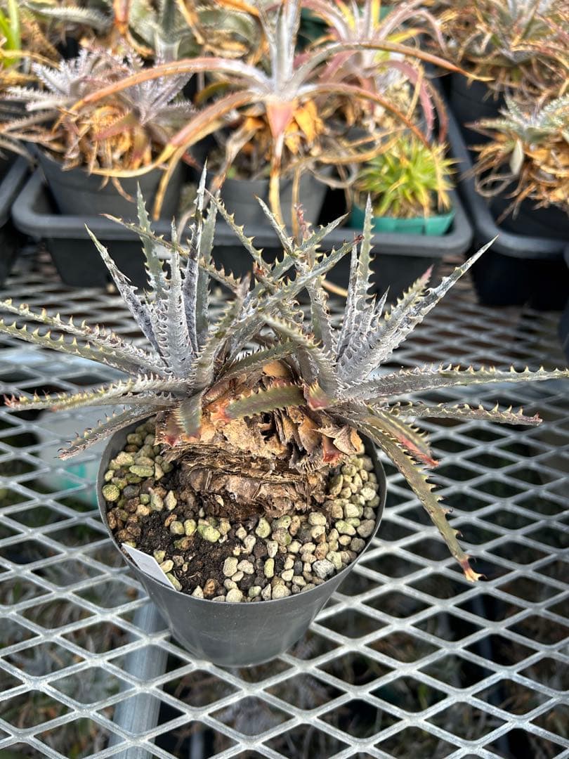ディッキア Dyckia 'Brittle Star' F3 D043 ⑴