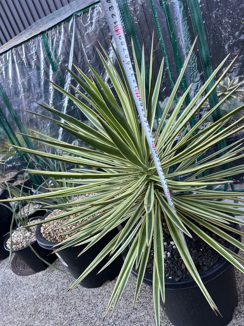 アロイフォリア　斑入り