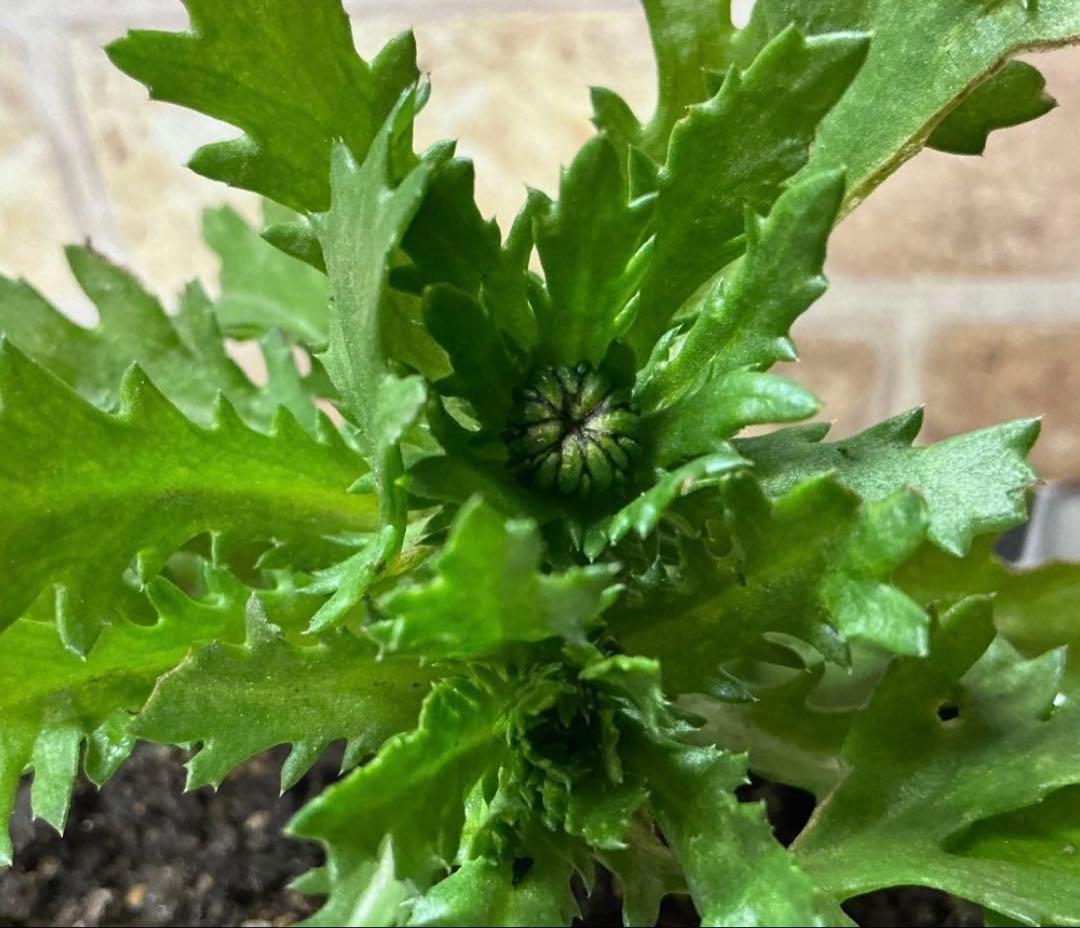 ノースポール　1苗＋オマケ(小苗)