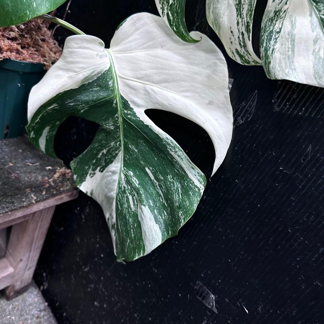 た*ー様 斑入りモンステラ ホワイトタイガー極美大株66cm白斑多