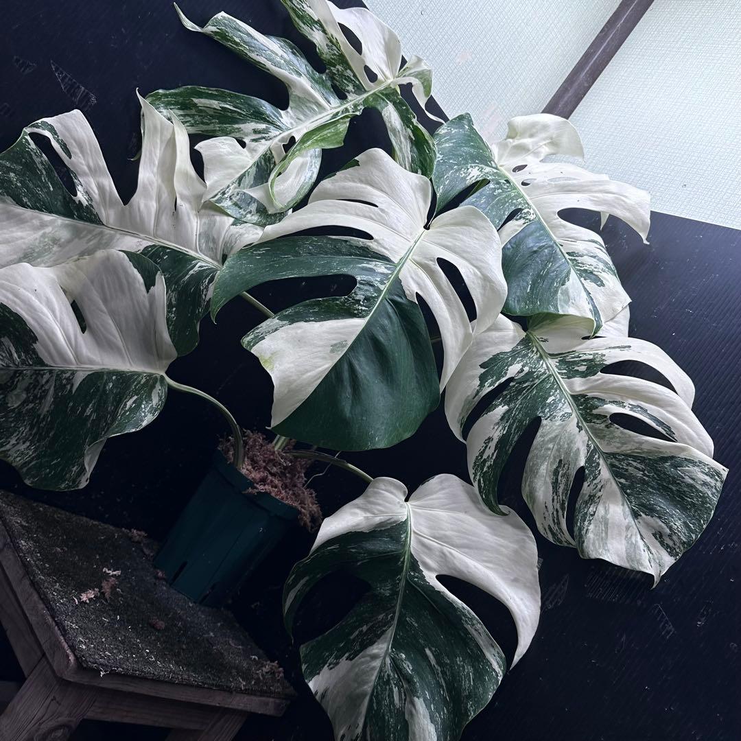 た*ー様 斑入りモンステラ ホワイトタイガー極美大株66cm白斑多