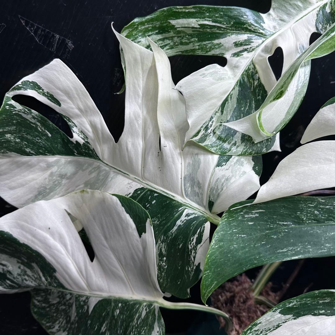 た*ー様 斑入りモンステラ ホワイトタイガー極美大株66cm白斑多