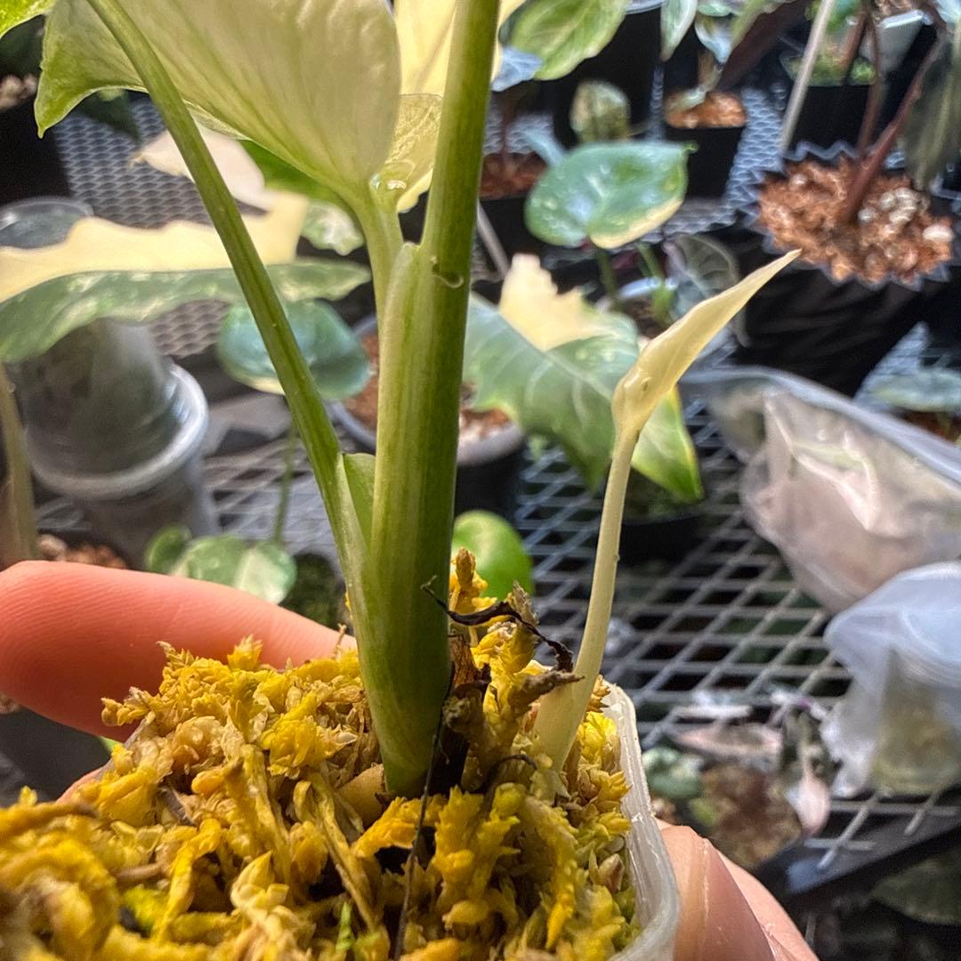 M*R様 白勝ち モンステラ デリシオーサ ミント