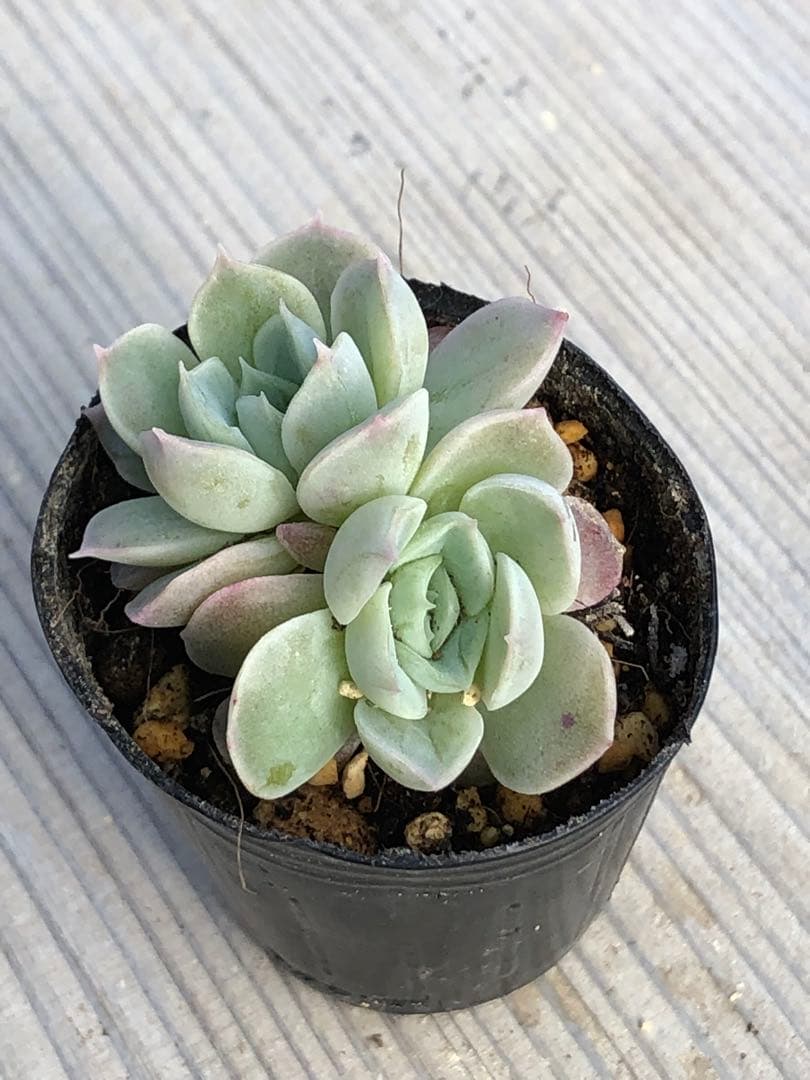 多肉植物 つむぎ×ひなの♡小苗(miyaさん苗)