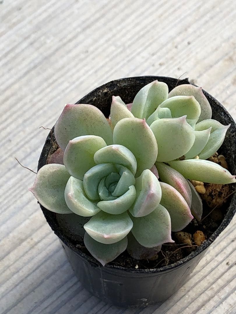 多肉植物 つむぎ×ひなの♡小苗(miyaさん苗)