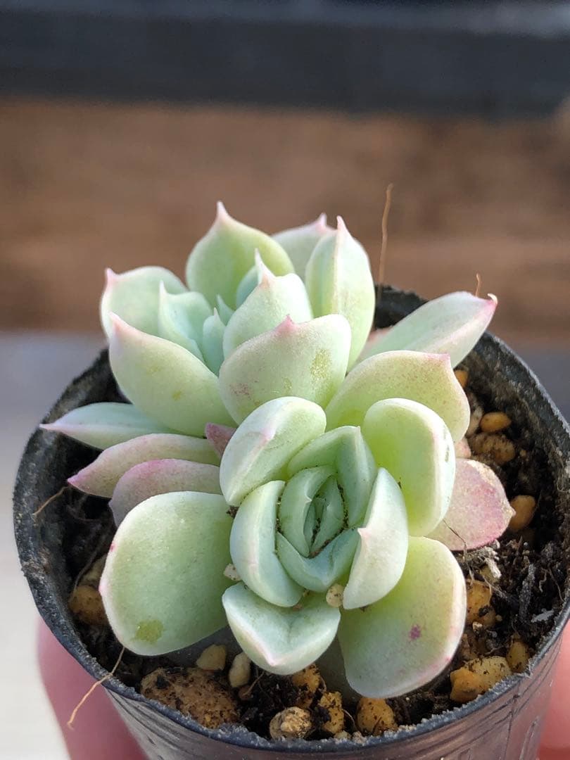 多肉植物 つむぎ×ひなの♡小苗(miyaさん苗)