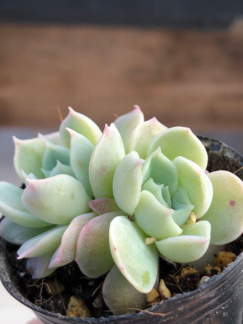 多肉植物 つむぎ×ひなの♡小苗(miyaさん苗)