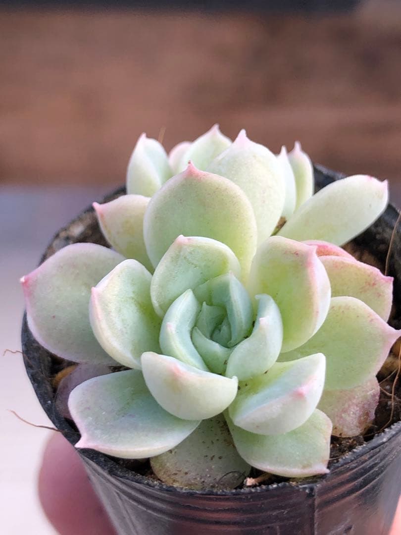 多肉植物 つむぎ×ひなの♡小苗(miyaさん苗)