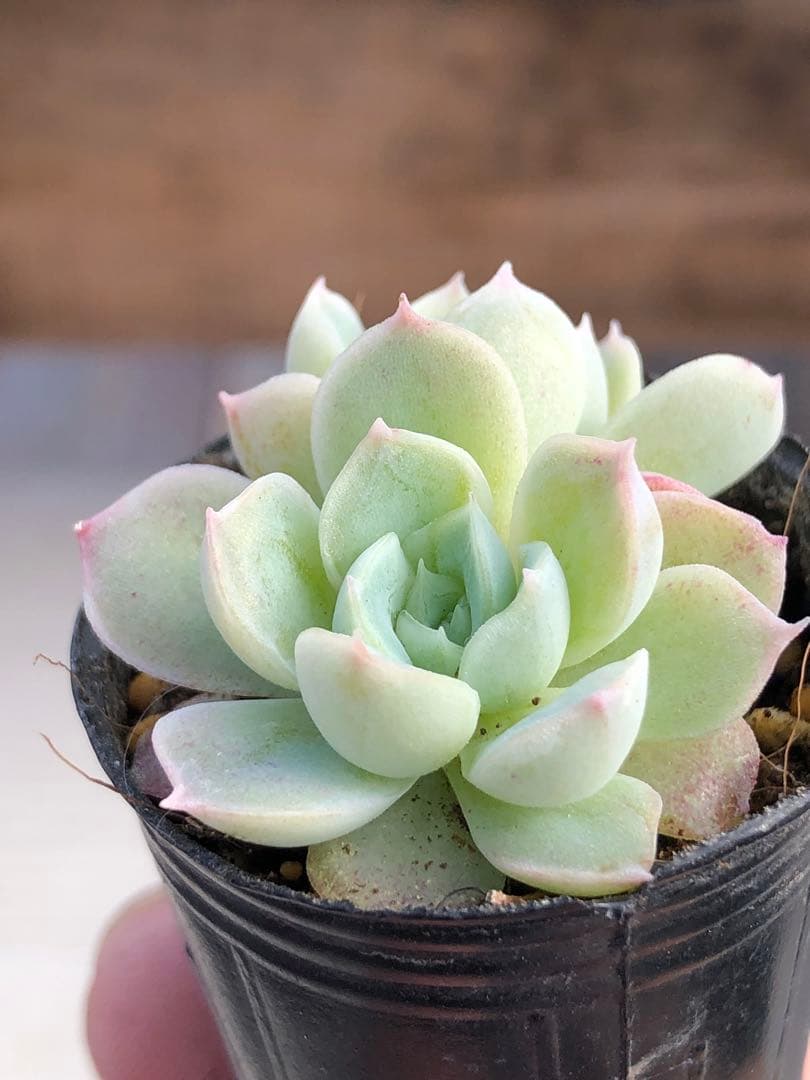 多肉植物 つむぎ×ひなの♡小苗(miyaさん苗)