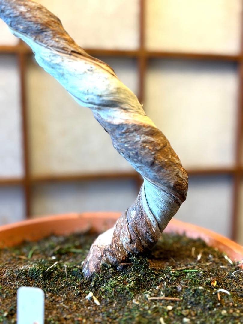 真柏盆栽❗️フォロワー様150人記念値下げ❗️しなやかな動き。文人木盆栽。