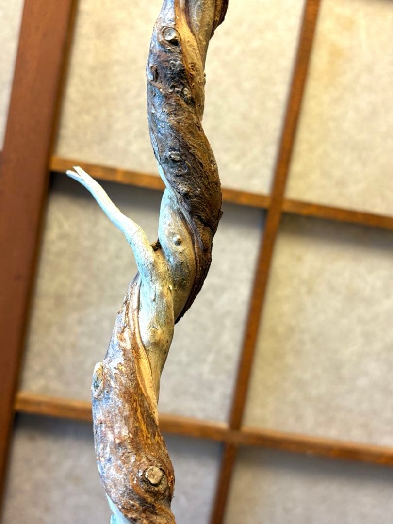 真柏盆栽❗️フォロワー様150人記念値下げ❗️しなやかな動き。文人木盆栽。