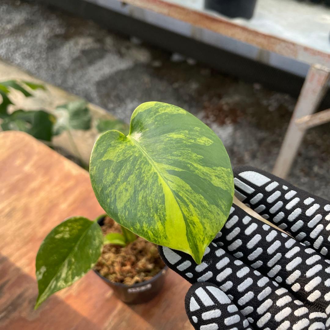 MZ2 モンステラ　イエローマリリン　黄斑入り