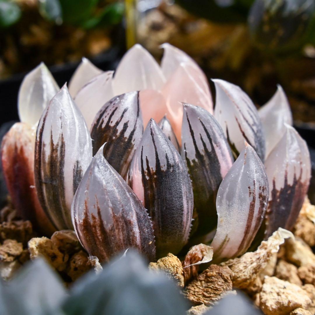 ハオルチア 火焔山 極上斑