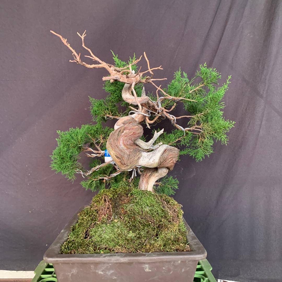 糸魚川真柏　幹芸　模様木　中品盆栽　ジンシャリ　神　舎利