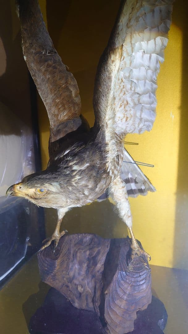 鳥　サシバタカ　剥製　はく製　宇都宮　引き取り