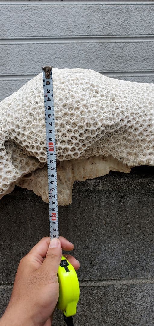 奄美群島産珊瑚  菊目石 天然石 海の宝石 ／貴重 インテリア オブジェ