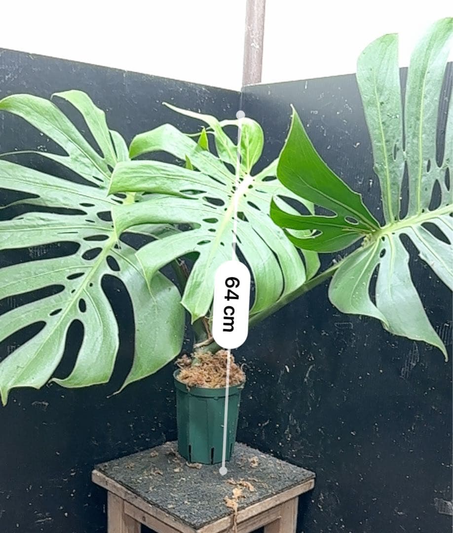 あ*ん様 モンステラデリシオーサマクロコズム超希少系統鉢植え64㎝