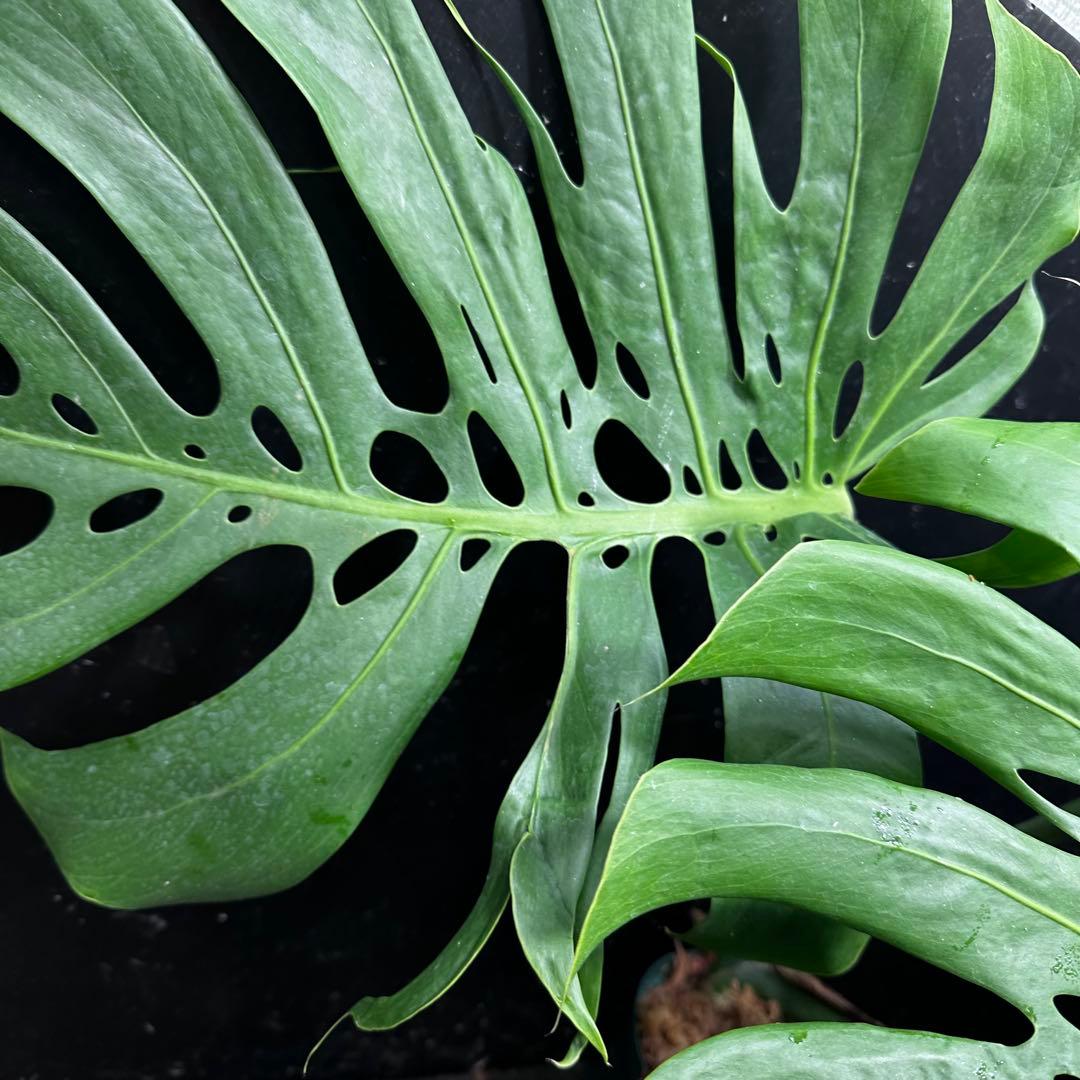 あ*ん様 モンステラデリシオーサマクロコズム超希少系統鉢植え64㎝