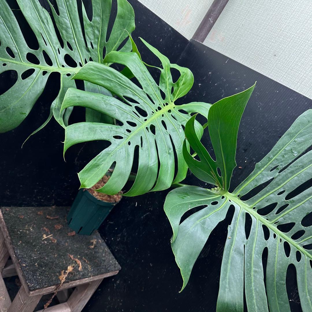 あ*ん様 モンステラデリシオーサマクロコズム超希少系統鉢植え64㎝