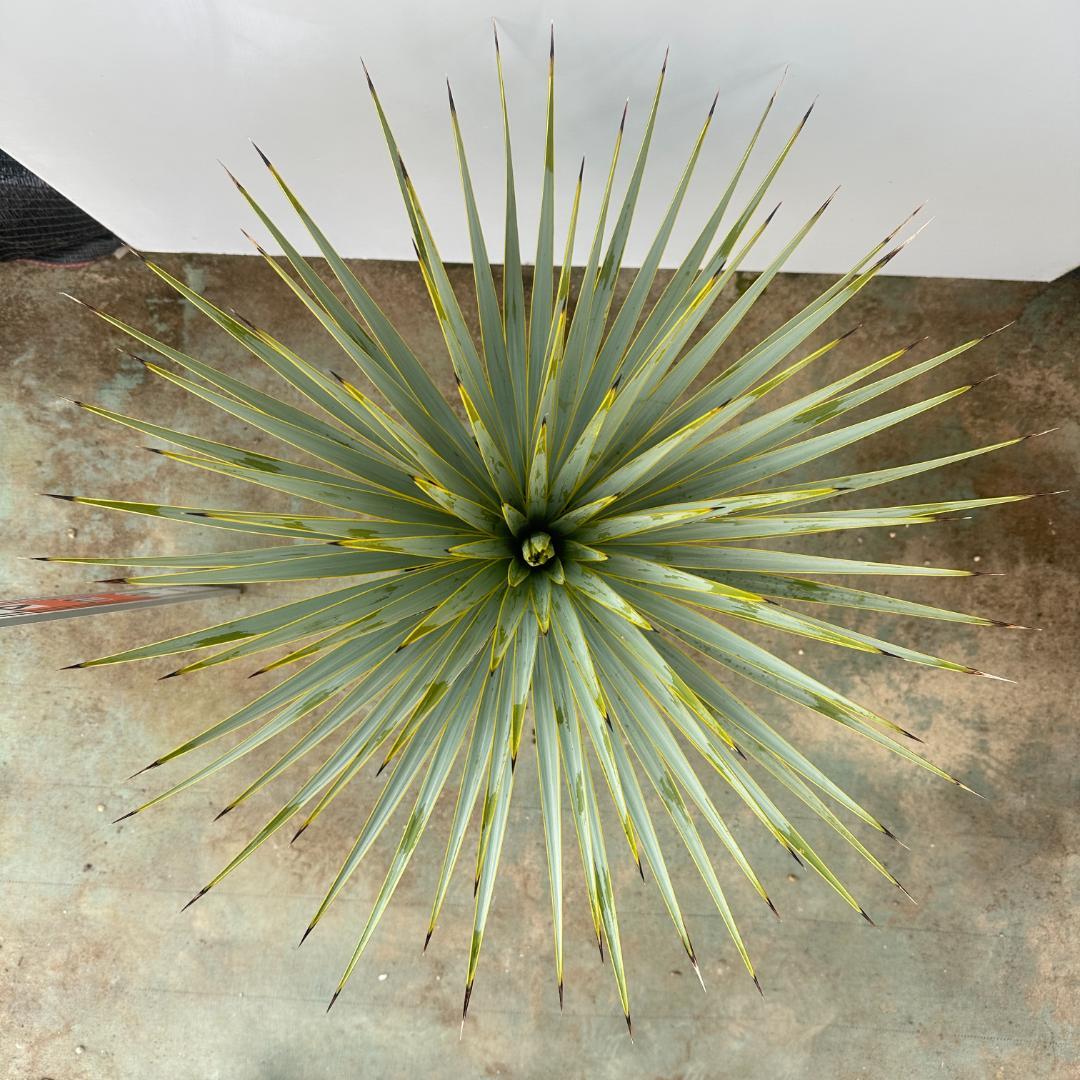 ユッカ　ロストラータ【21-411】美形　シルバーブルー