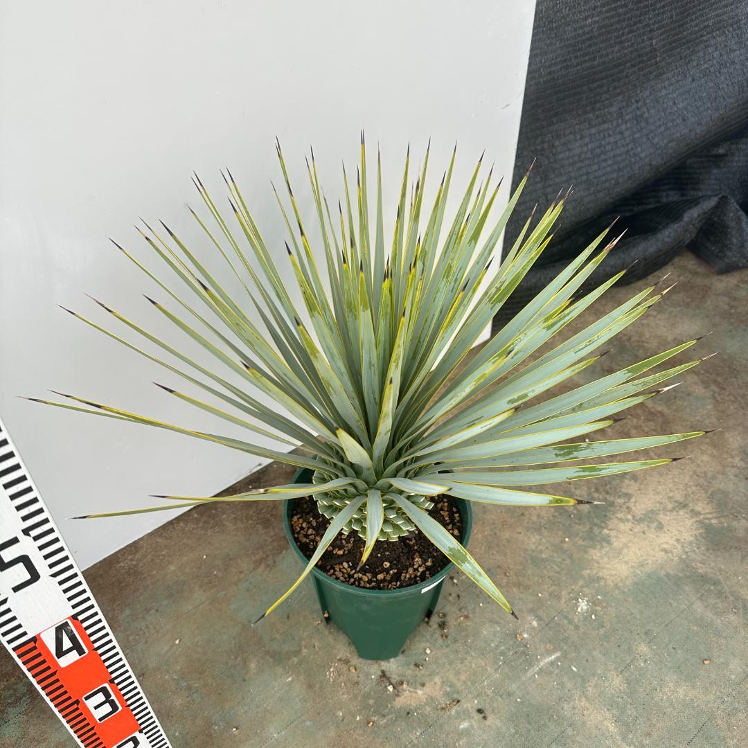 ユッカ　ロストラータ【21-411】美形　シルバーブルー