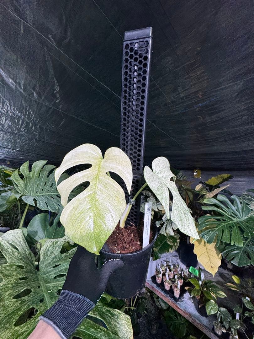 モンステラ　ボルギシアナ　絶美斑入りフルミント株