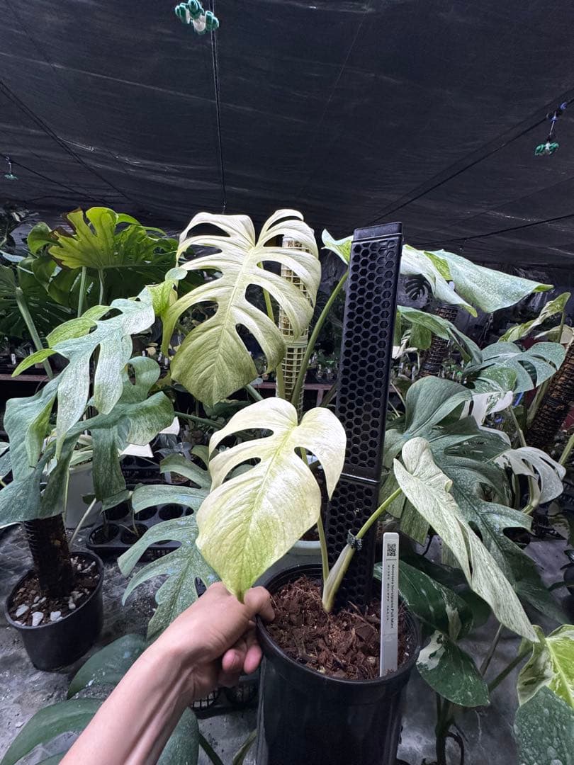 モンステラ　ボルギシアナ　絶美斑入りフルミント株