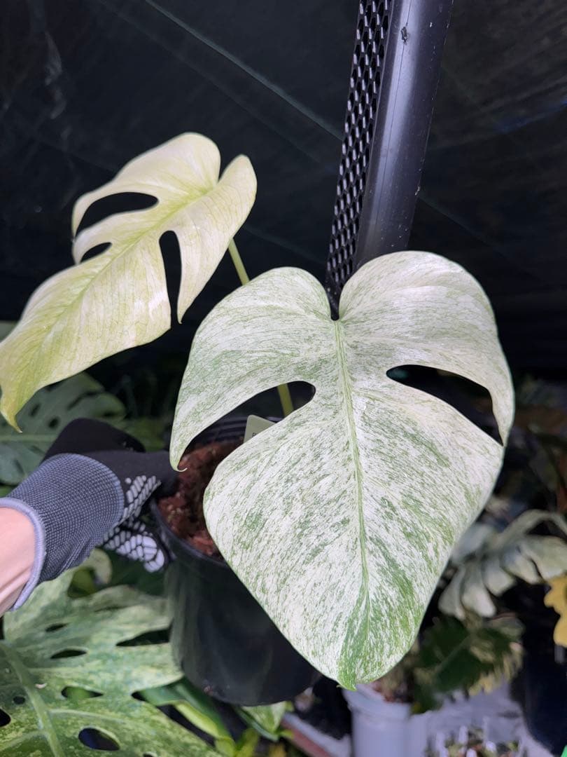 モンステラ　ボルギシアナ　絶美斑入りフルミント株