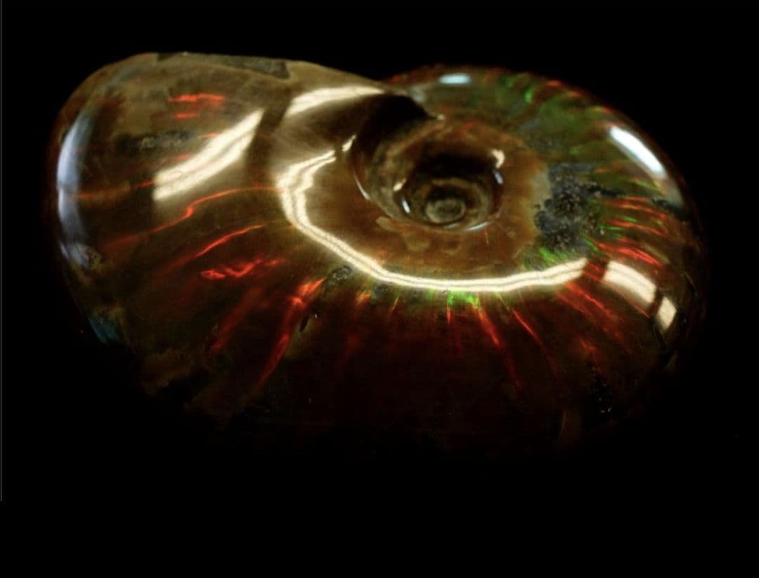 化石 アンモナイト オパール化 虹色！ 鉱物 観賞石 インテリア