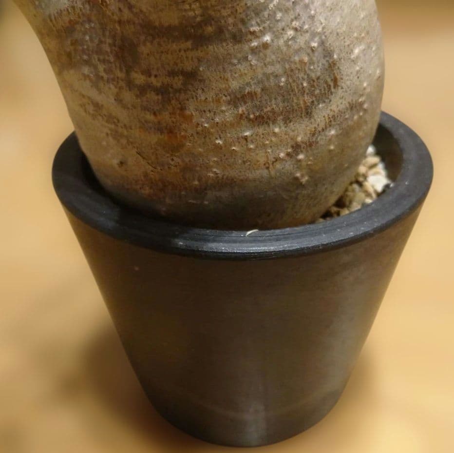 現地球 発根済み グラキリス 丸々美株 カクタスグリーン購入株 3本細角