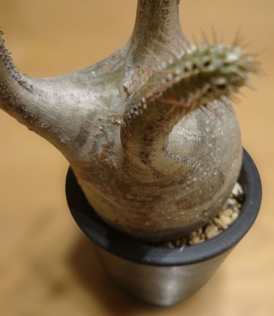 現地球 発根済み グラキリス 丸々美株 カクタスグリーン購入株 3本細角