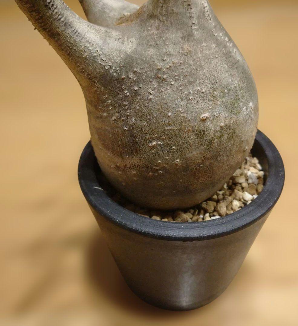 現地球 発根済み グラキリス 丸々美株 カクタスグリーン購入株 3本細角