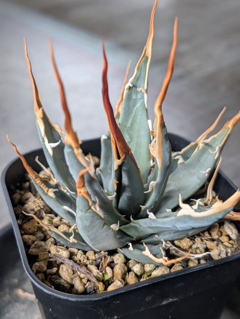 アガベ　エボリスピナ　実生　b3　鉢ごと