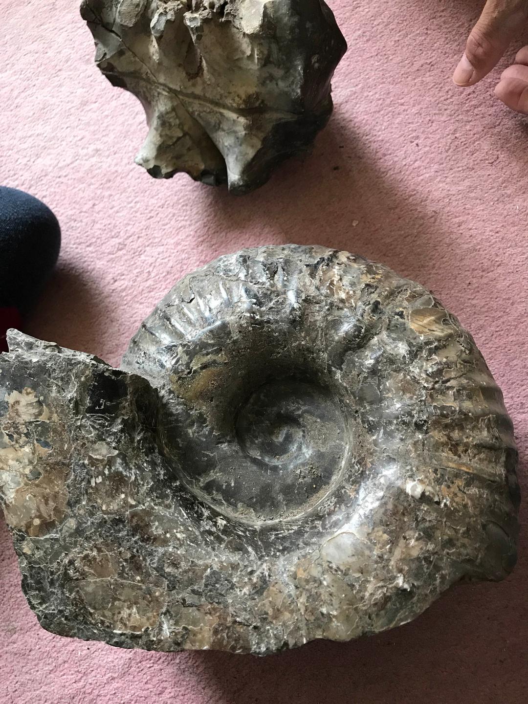 北海道産のアンモナイト