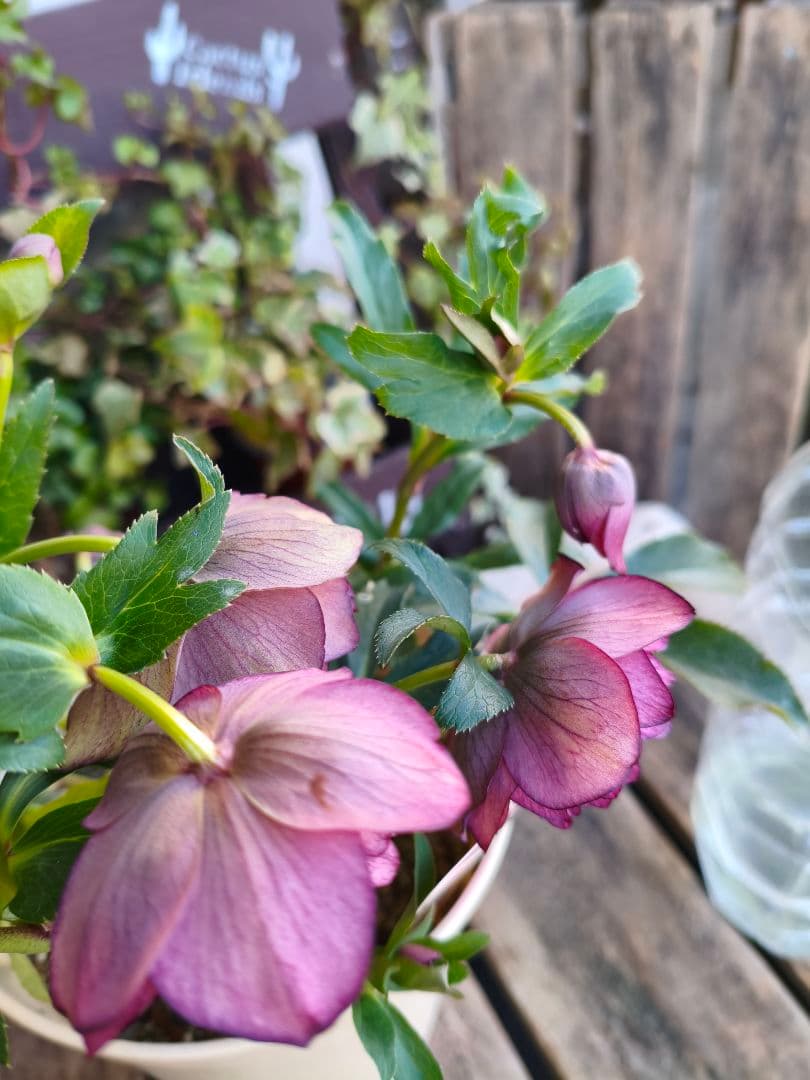 ピ*ピ様 超多弁八重咲きクリスマスローズがお買い得！アプリコット【6号】015