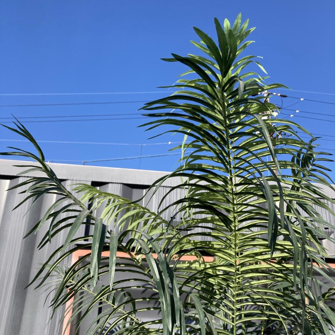 【お値下げOK】大型フェイクグリーン 光触媒人工植物 光の楽園 高さ約260cm