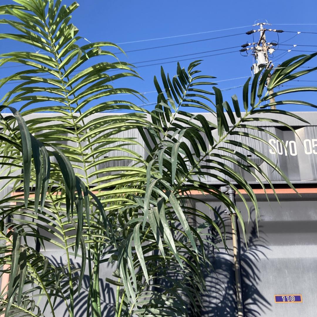 【お値下げOK】大型フェイクグリーン 光触媒人工植物 光の楽園 高さ約260cm