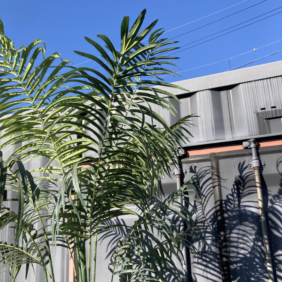 【お値下げOK】大型フェイクグリーン 光触媒人工植物 光の楽園 高さ約260cm