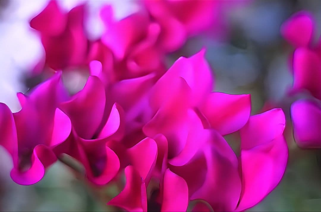 【作例あり】FUJINON 45mm f1.9 改造レンズ ズミクロンに匹敵