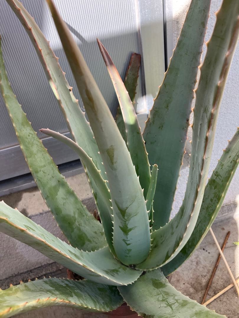 送料無料　アロエ　20年以上の親株　古株　多肉植物