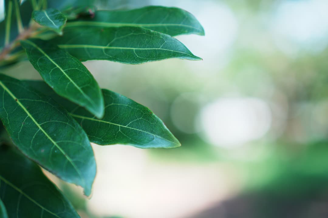 SONY E 35mm F1.8 OSS 明るく綺麗な単焦点 神レンズ 443