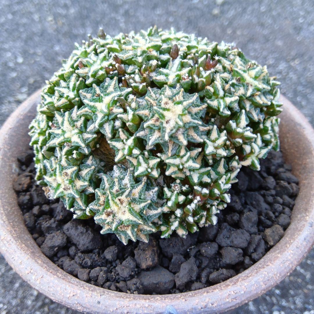 【群生美球】姫牡丹　アリオカルプス　国内繁殖苗　鉢ごと発送（黒牡丹モンスト帝冠）